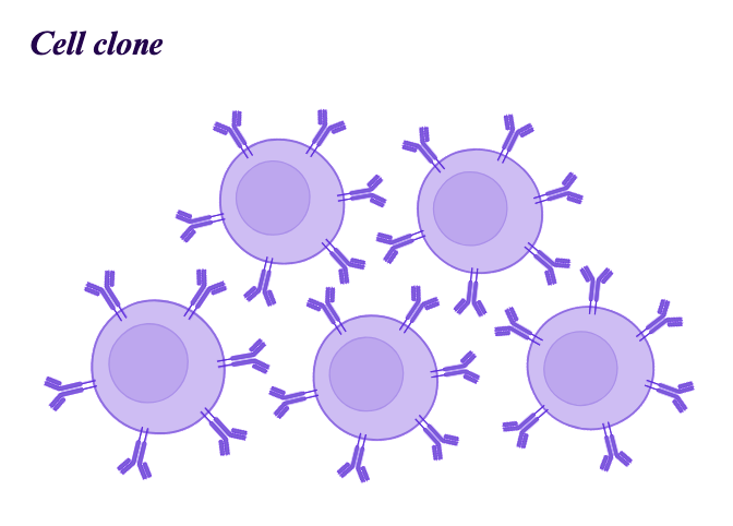 Cell clone