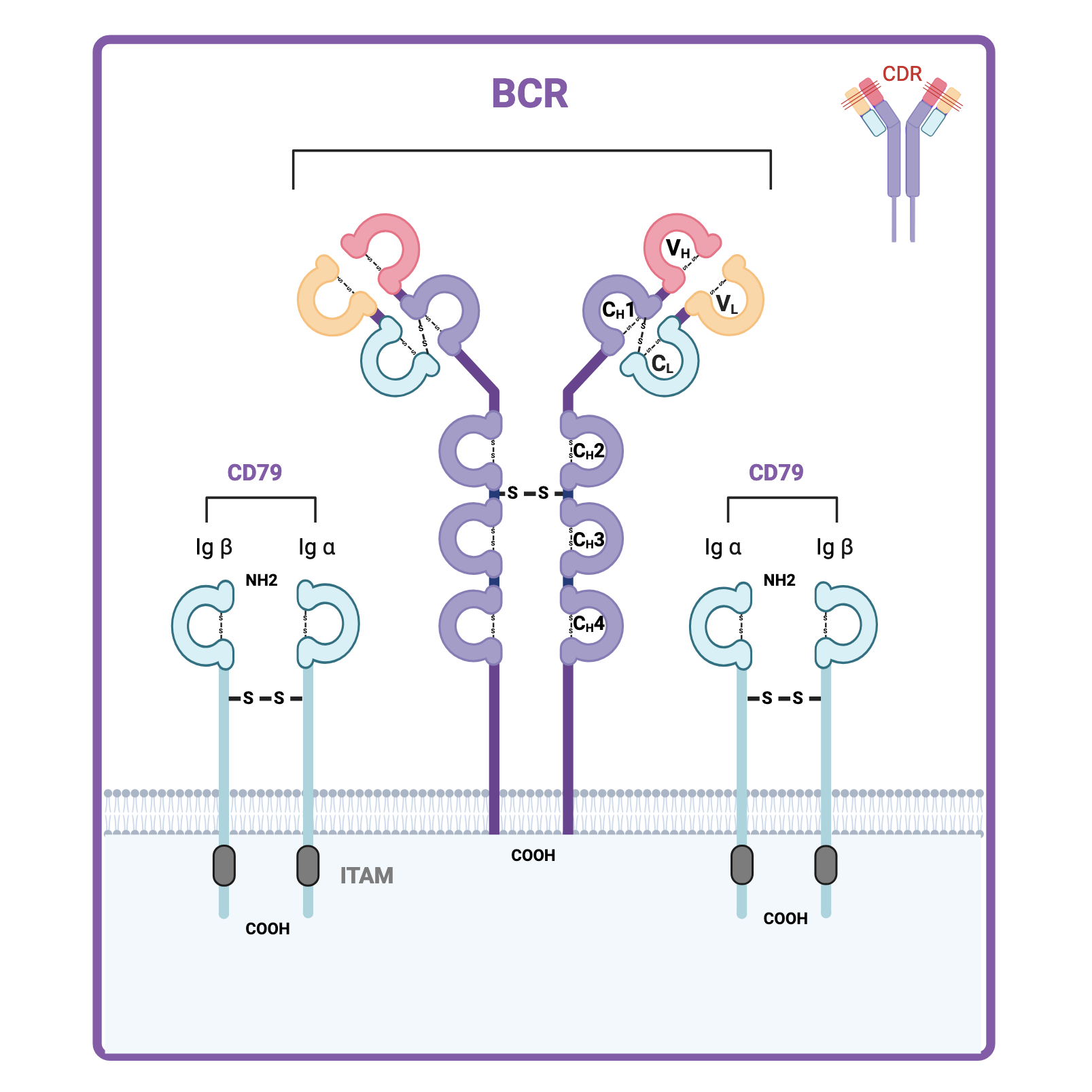 BCR co-receptors