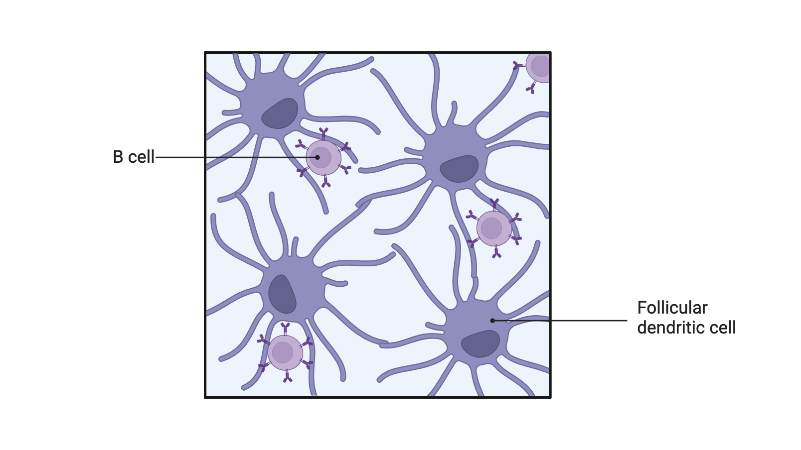 Lymph nodes Cortex