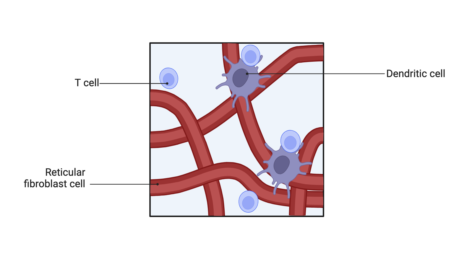 Lymph nodes Paracortex