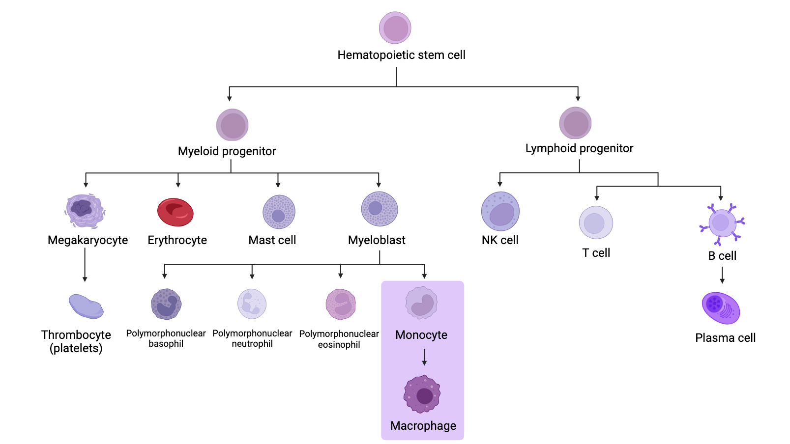 haematopoiesis-cytology