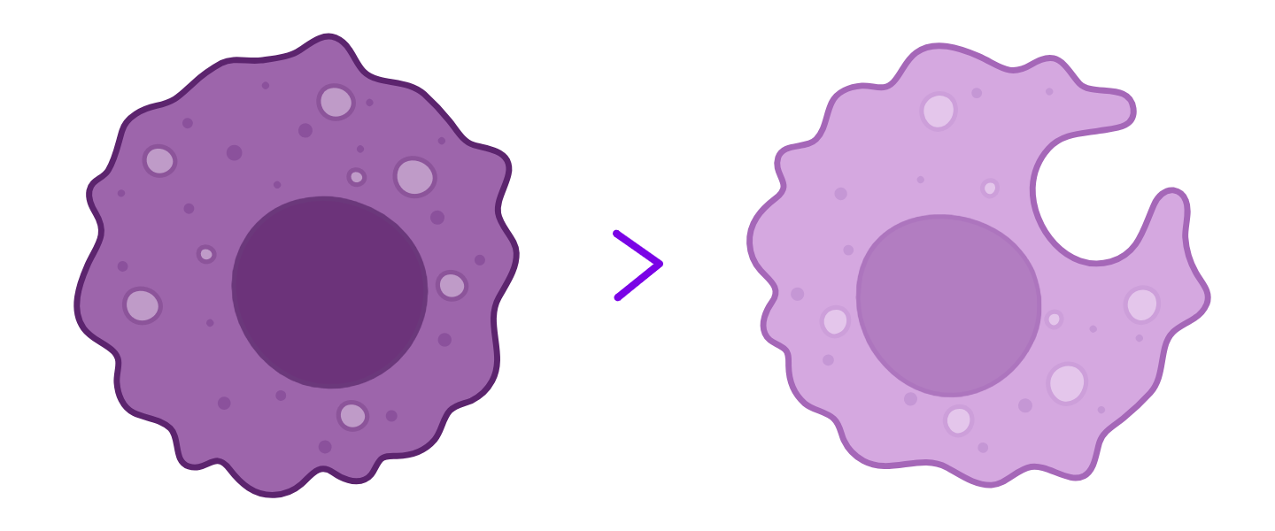 The monocyte differentiates into a macrophage.