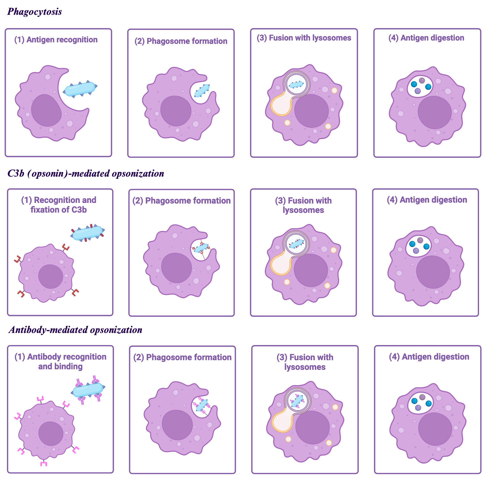 Opsonization phagocytosis