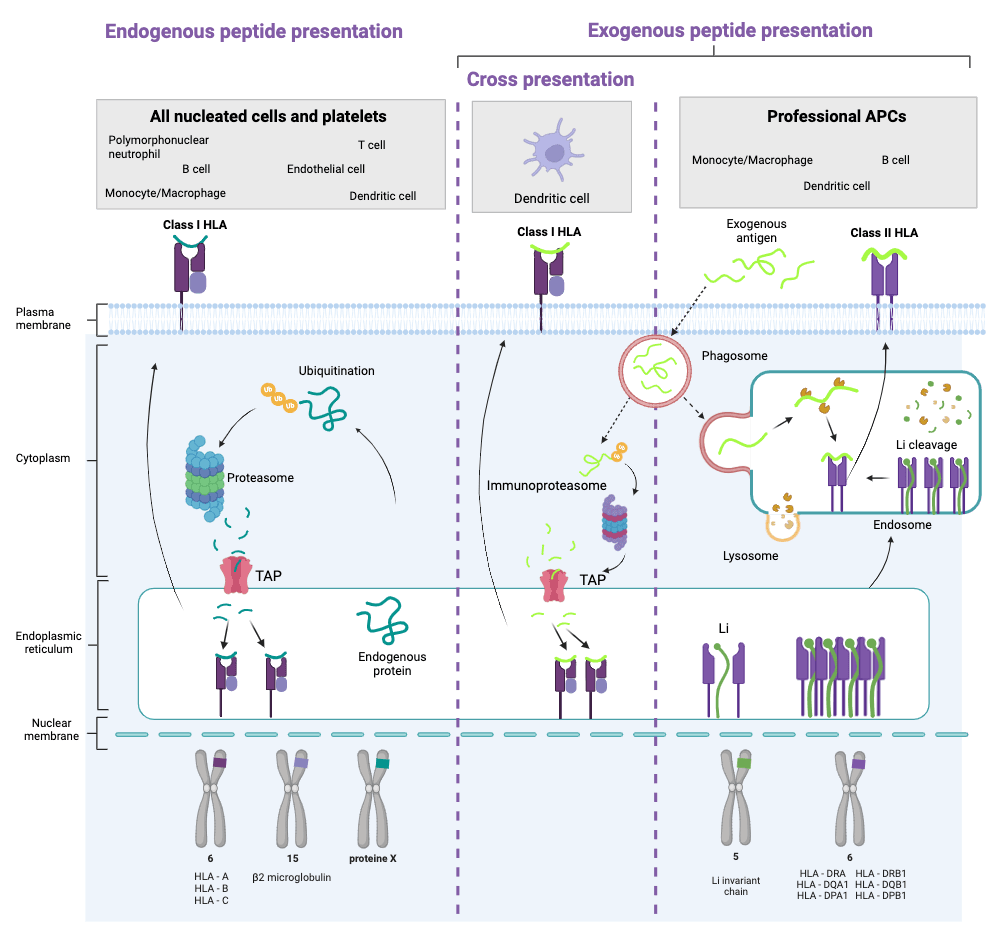 antigen presentation