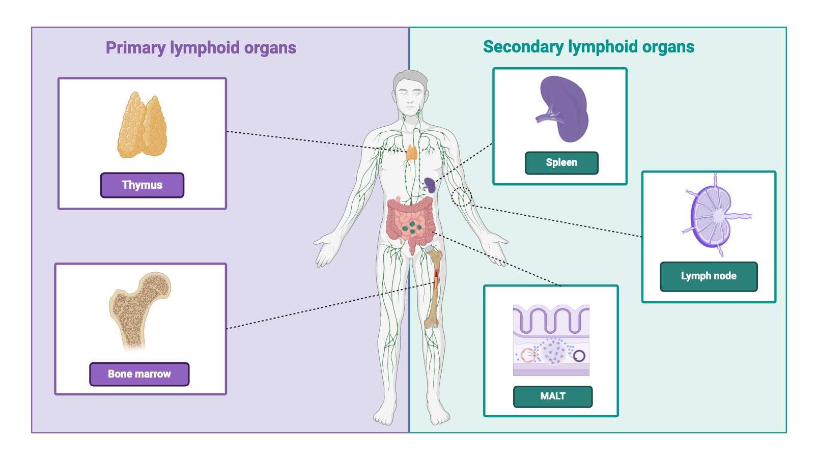 Lymphatic system presentation