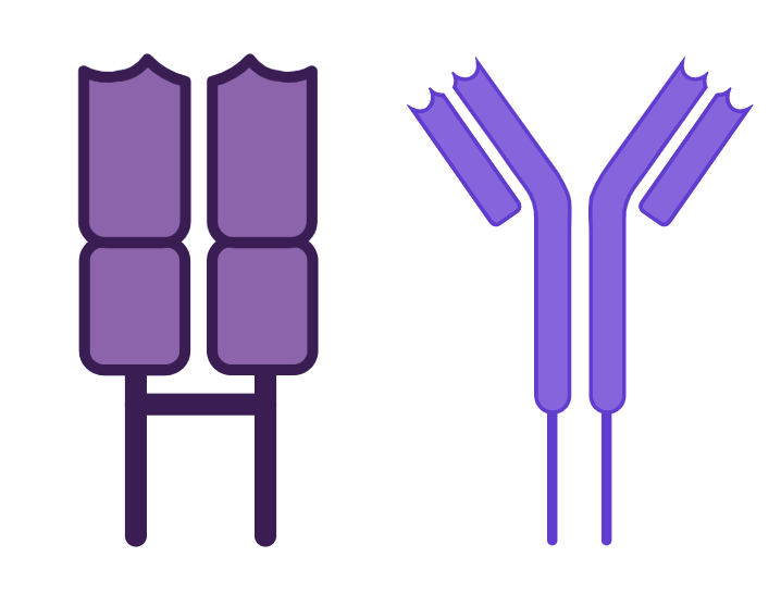 Adaptive immunity receptors (TCR and BCR)