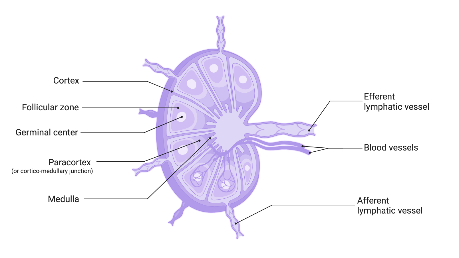 Lymph nodes