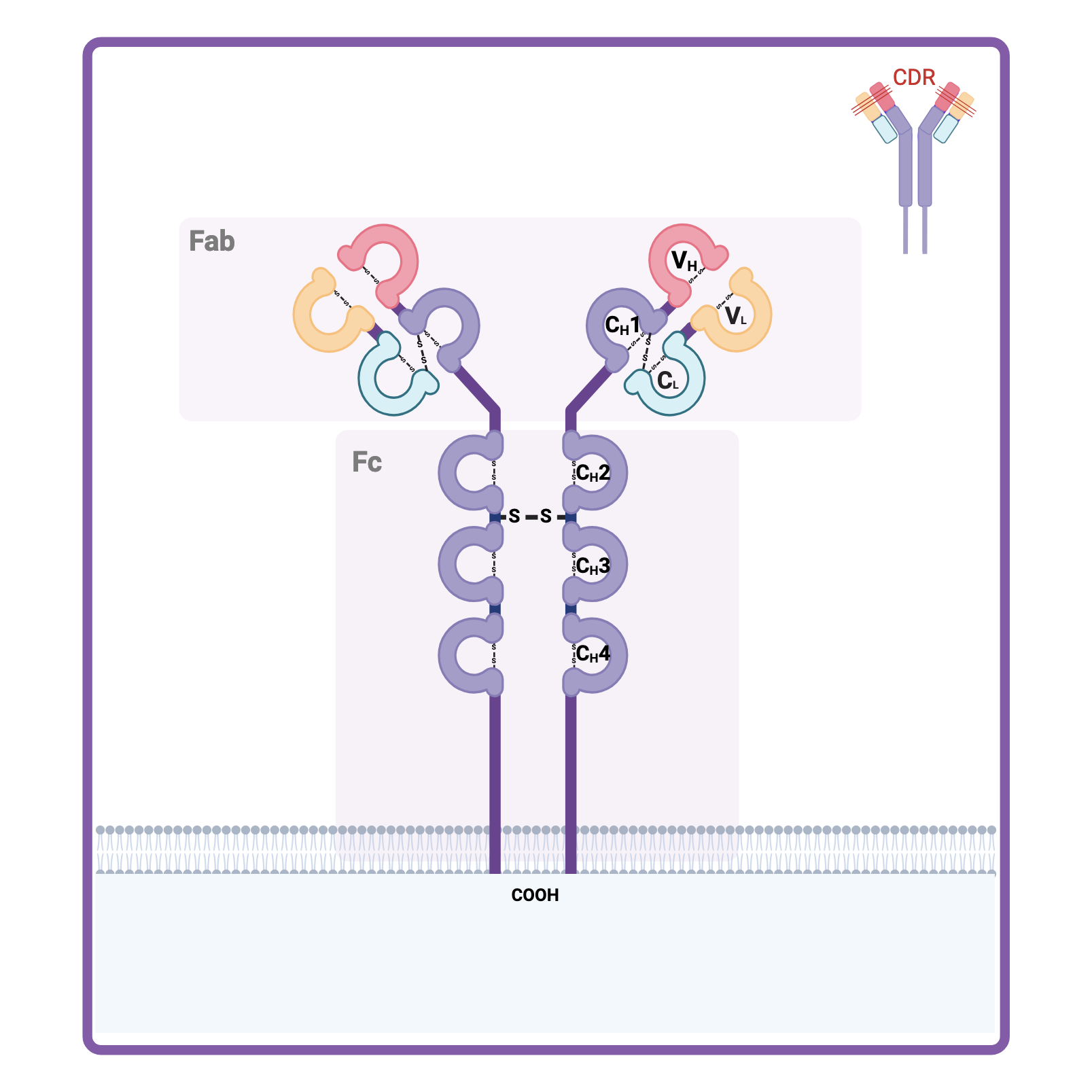 Tertiary structure of the receptor