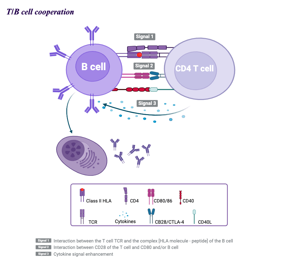 Activation of B cells