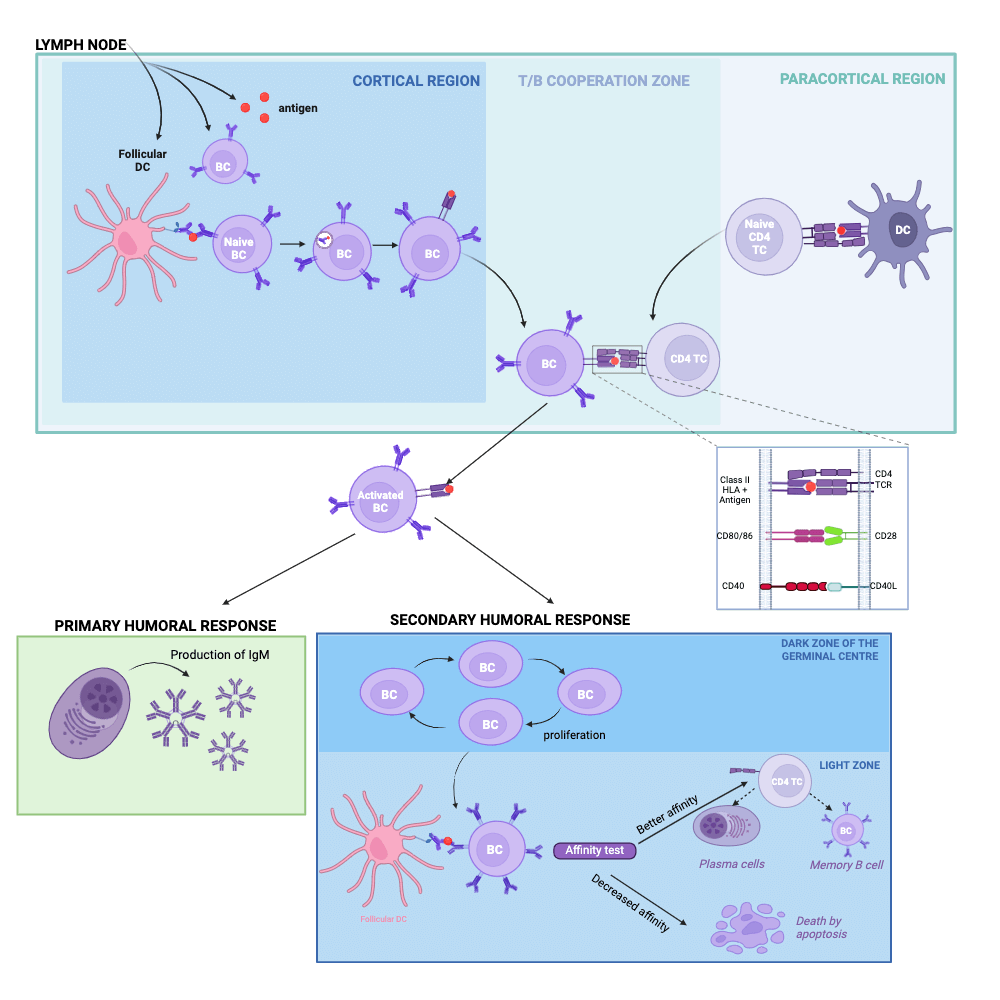 Activation of B cells