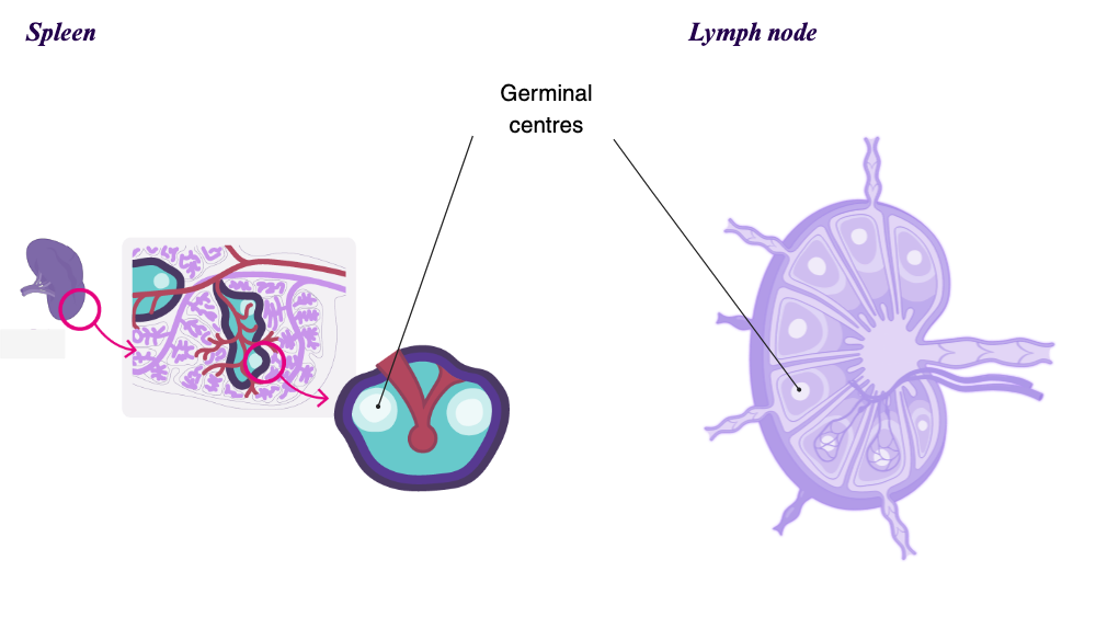 Germinal centres