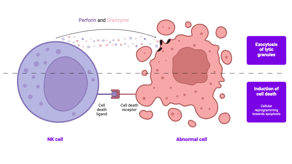 Cytotoxicity of NK cells