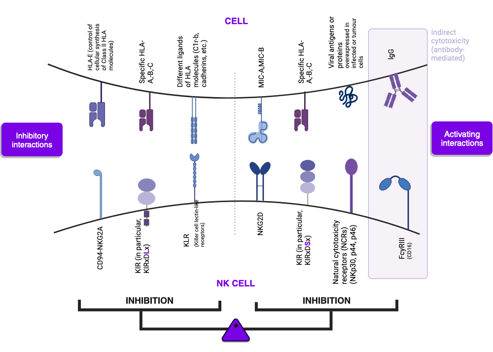 Cytotoxicity of NK cells