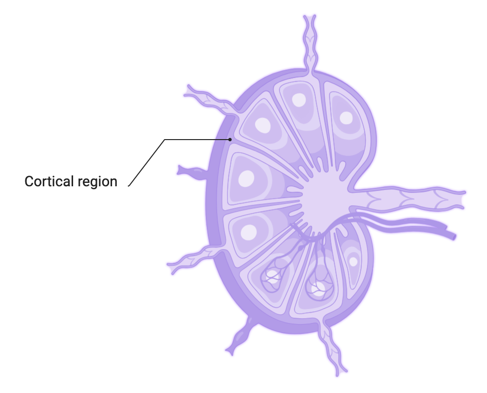 Organisation of a lymph node