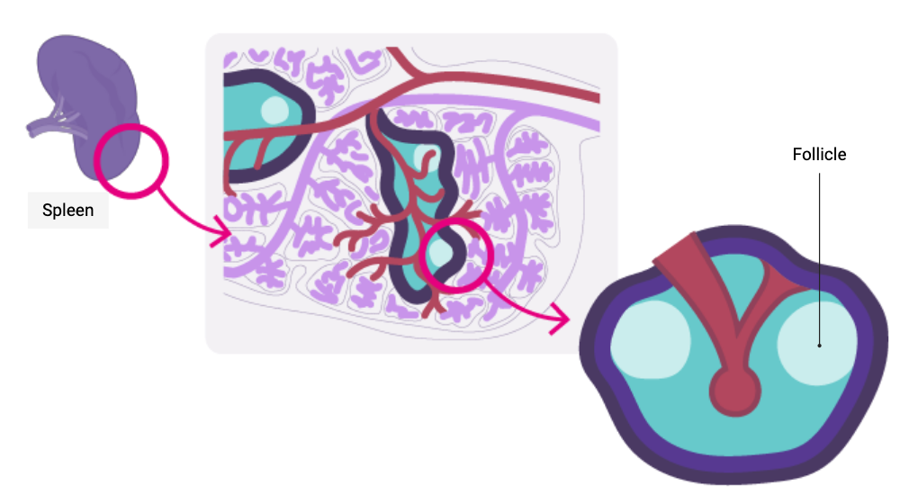 Organisation of the white pulp of the spleen