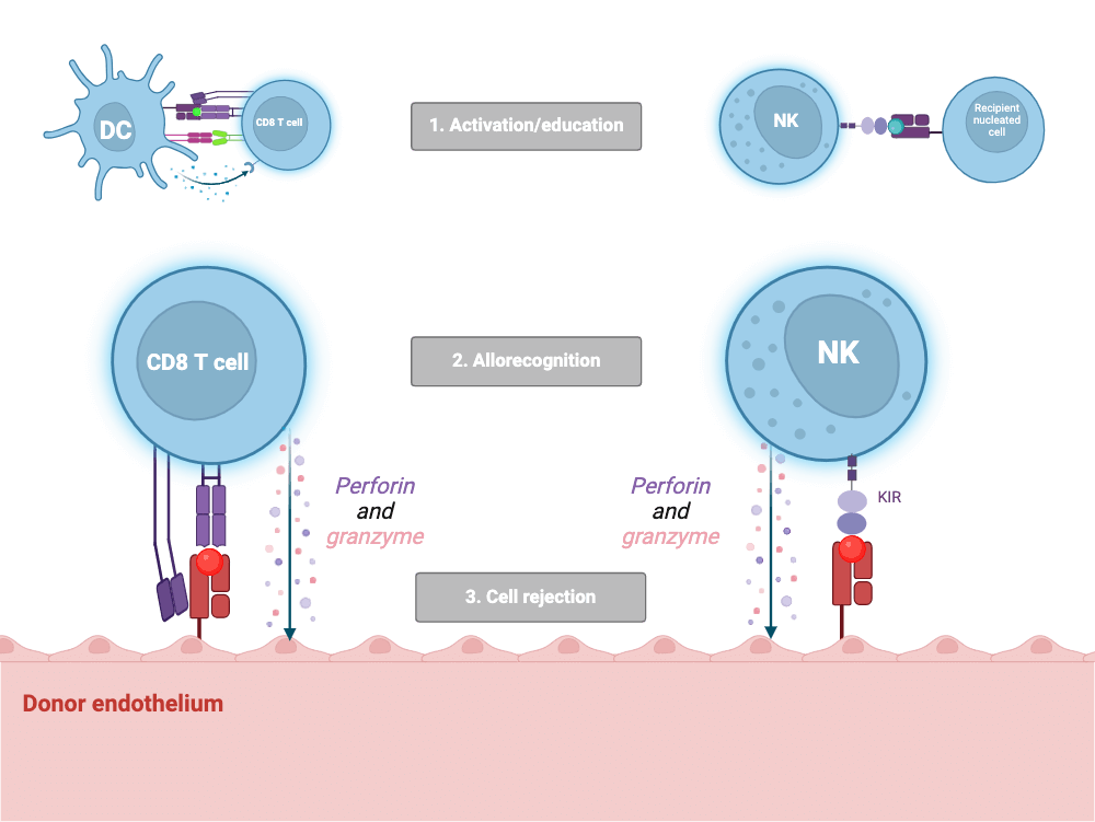 Cellular rejection