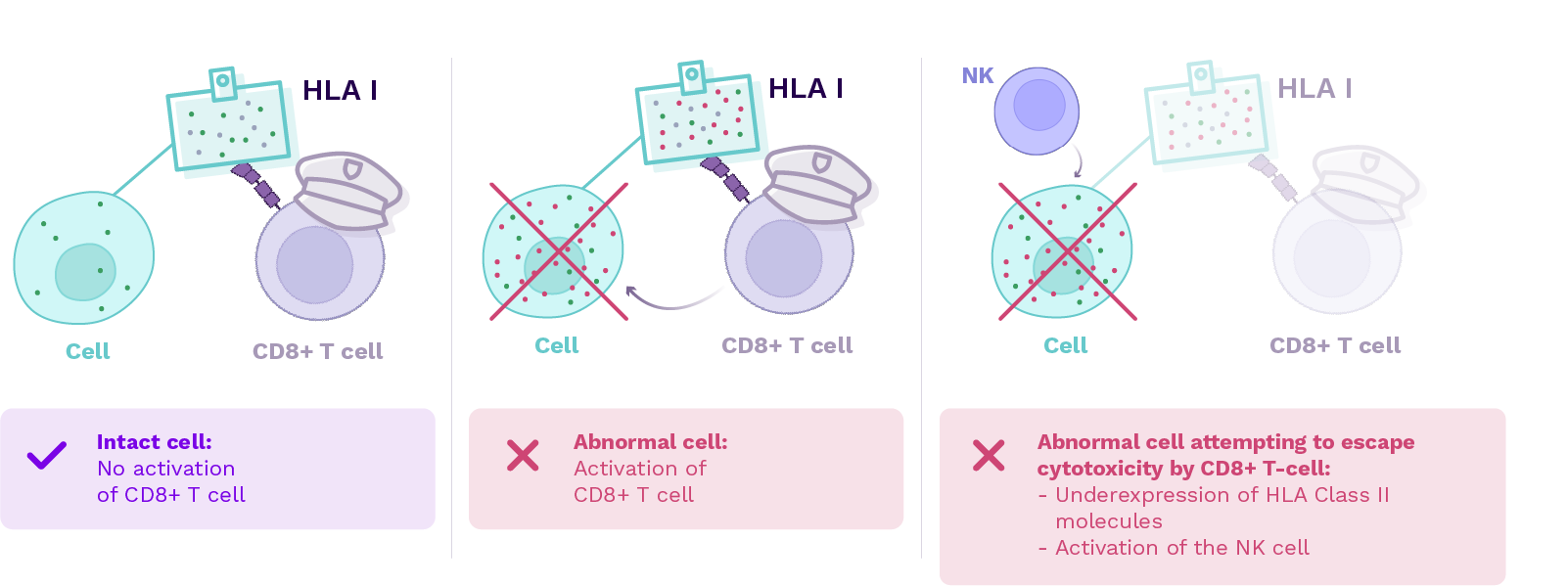 hla-1-underexpression