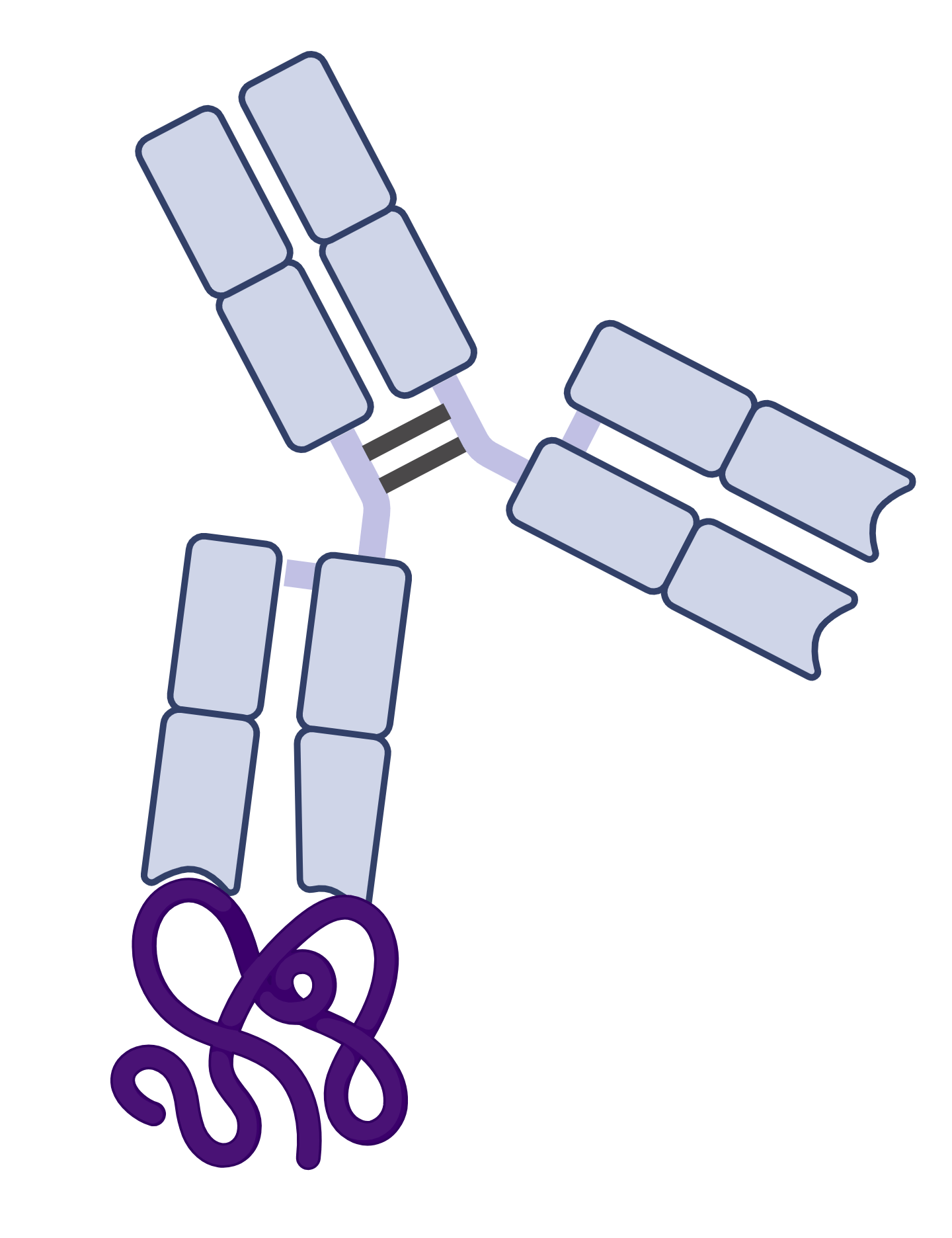 Concept antigène/anticorps