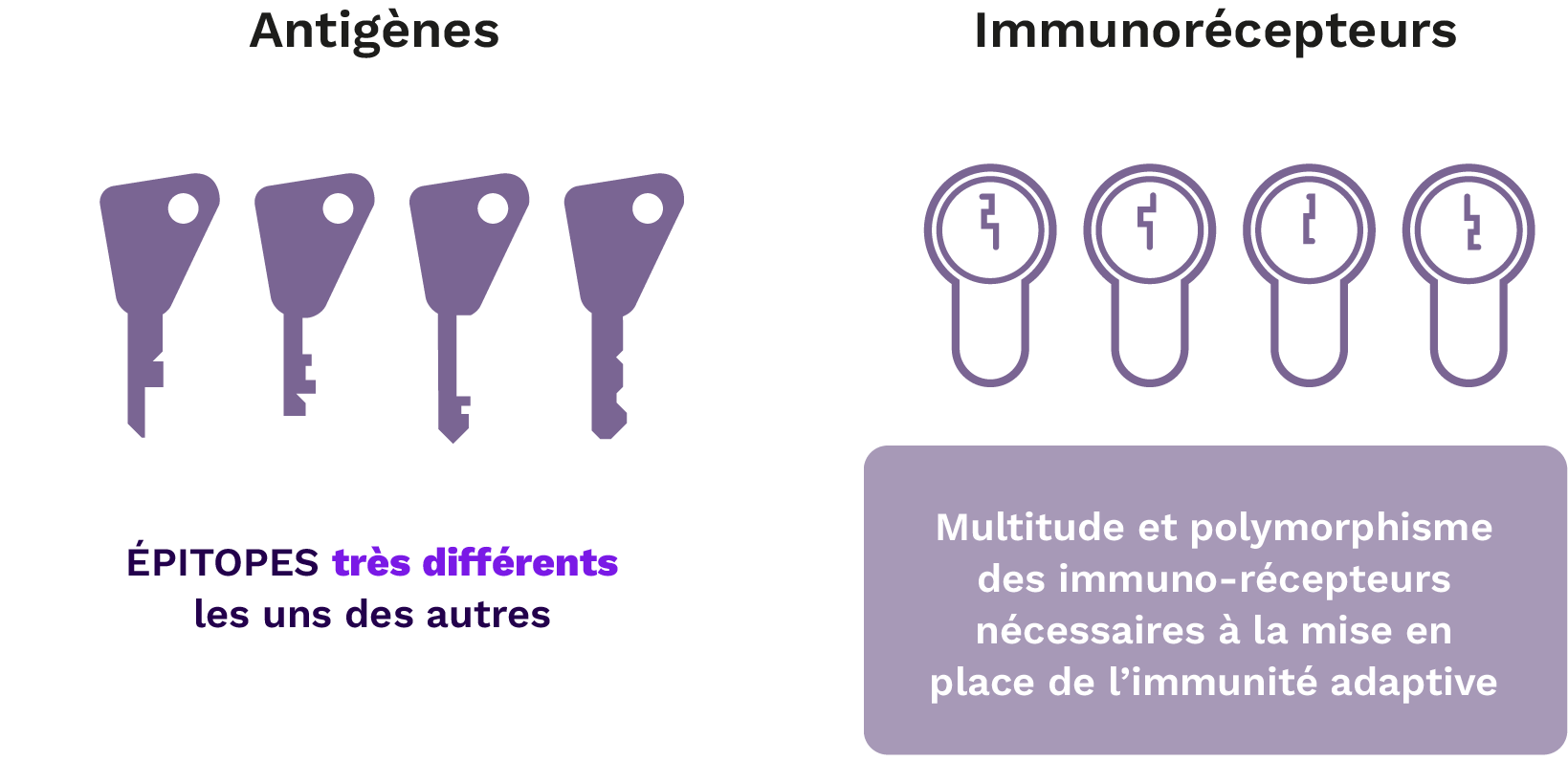 Antigenes immunorecepteurs