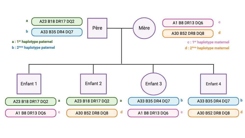 Schema molécules hla