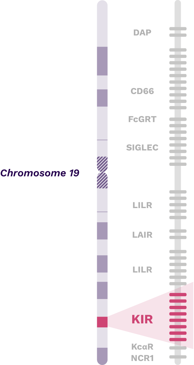 Chromosome 19