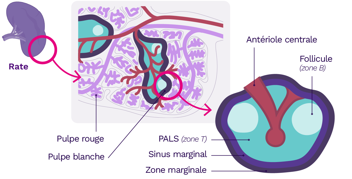 Le développement des lymphocytes B