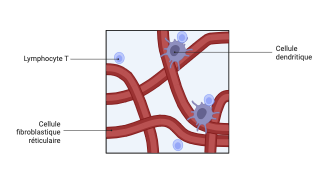 Ganglions lymphatiques Paracortex