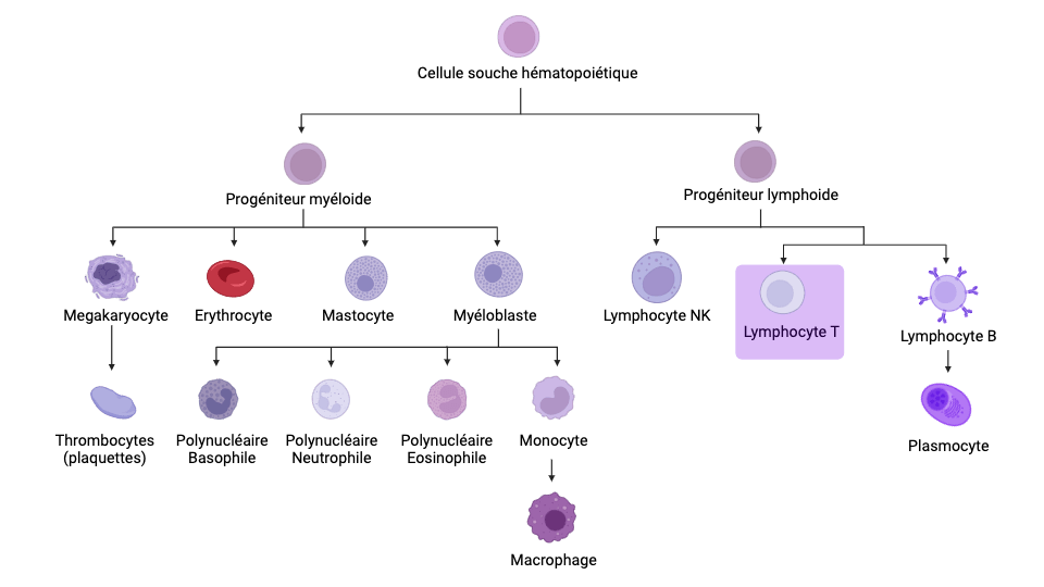 hematopoiese-cytologie