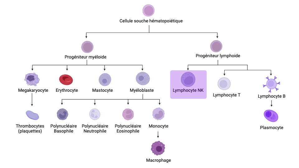 hematopoiese-cytologie