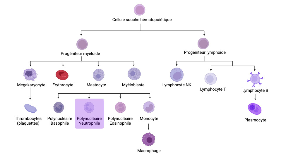 hematopoiese-cytologie