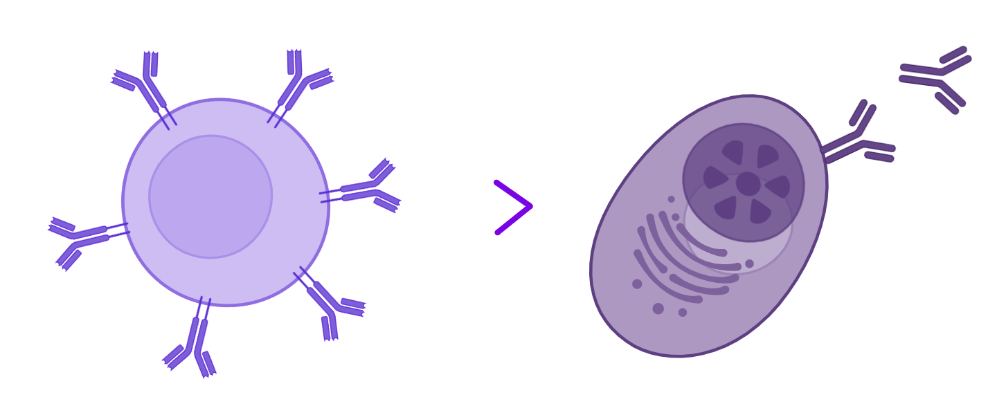 Lymphocytes B<br/>et plasmocytes