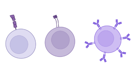 Lymphocytes