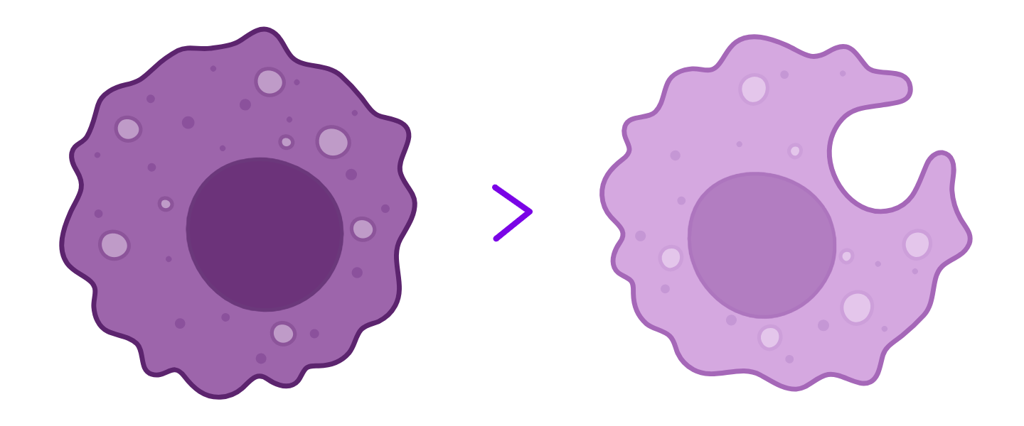 Le monocyte se différencie en macrophage.