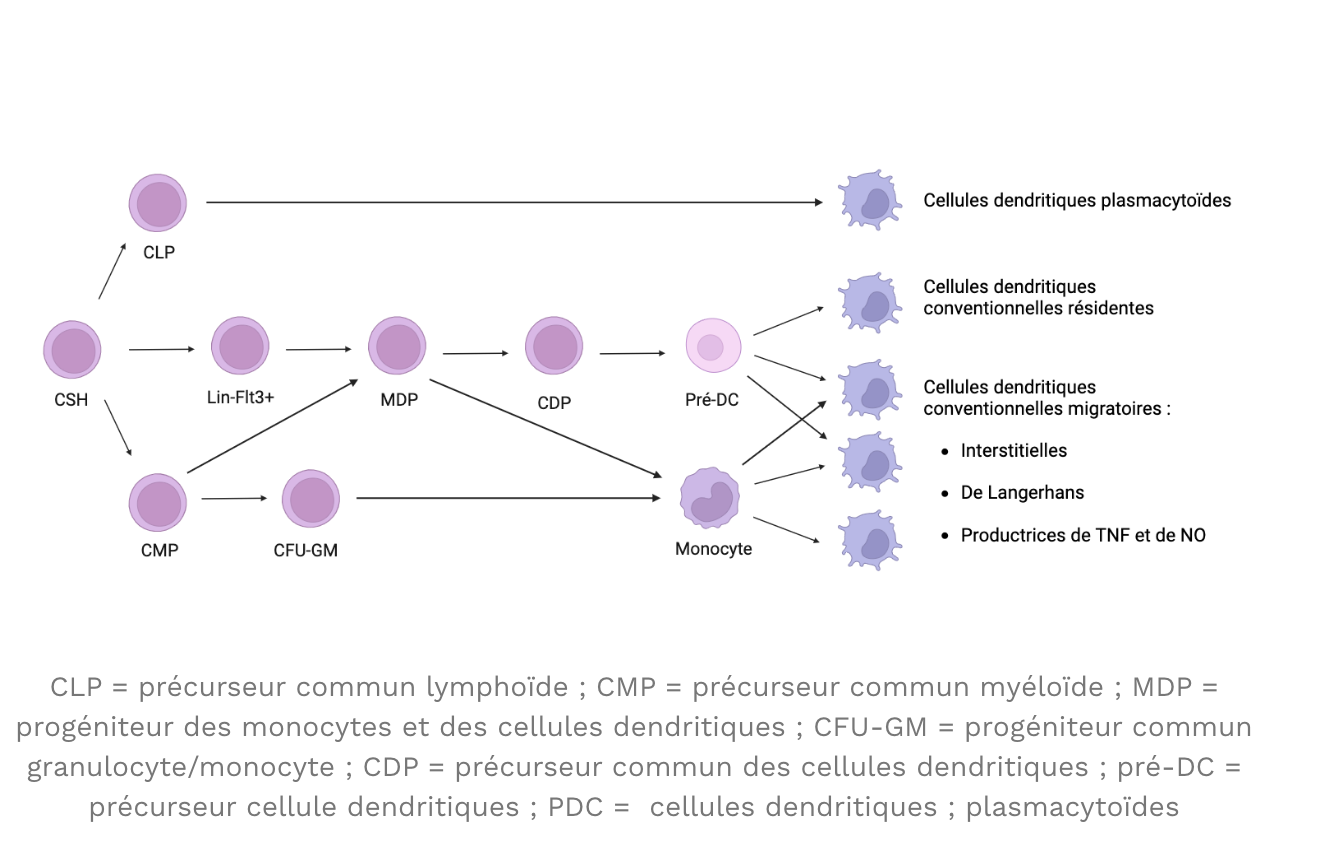 Ontogénèse des cellules dendritiques