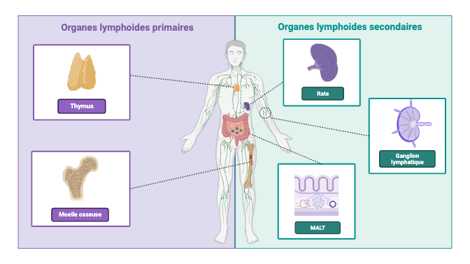 Présentation système lymphatique