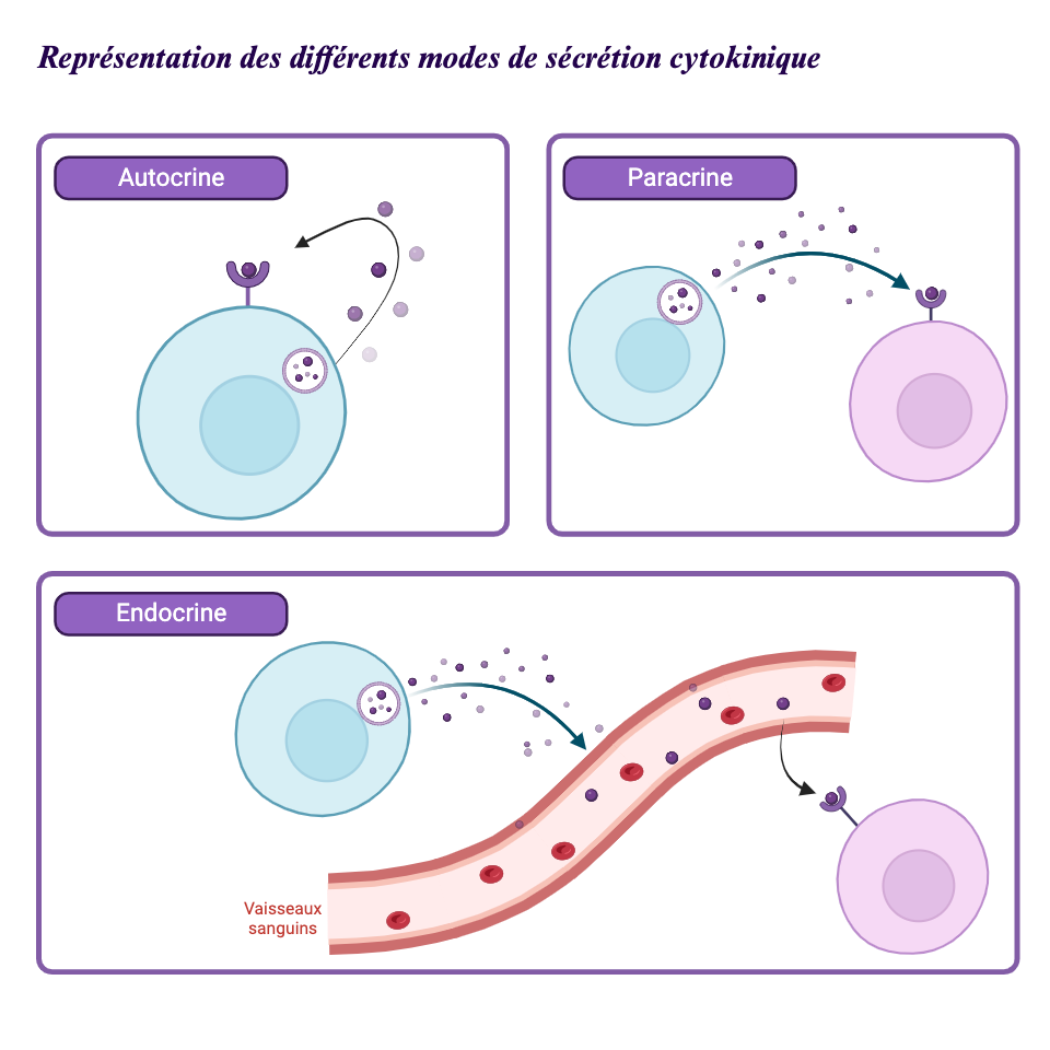 Représentation cytokines