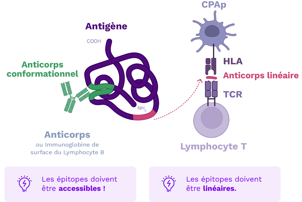 Schéma Antigènes/Anticorps