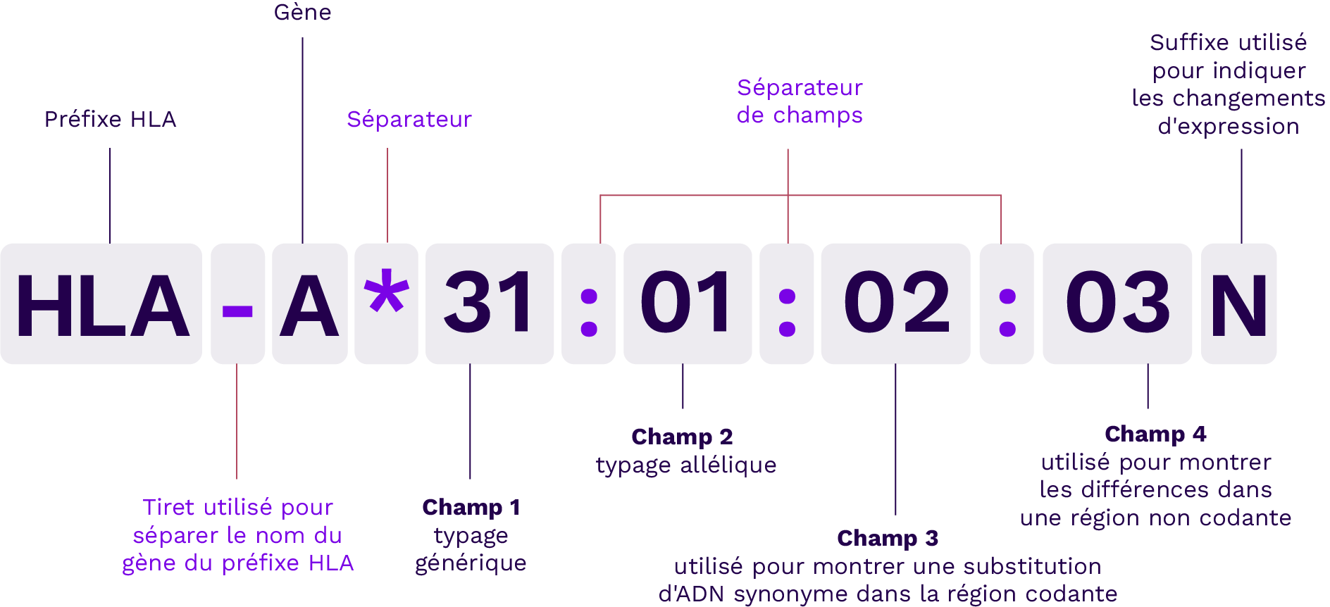 Schema hla Nomenclature