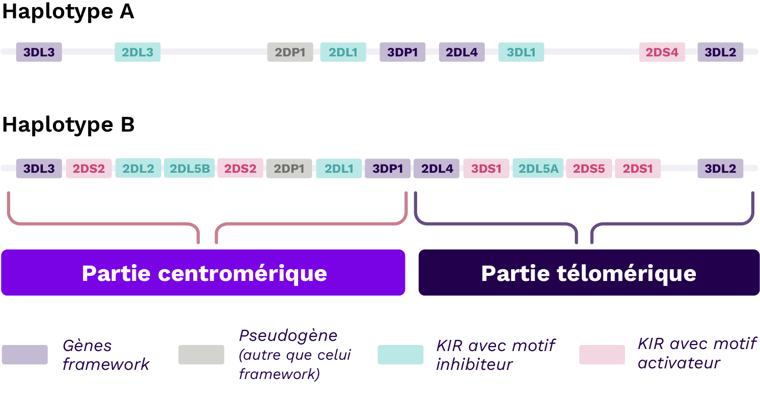 Schema KIR Halotypes