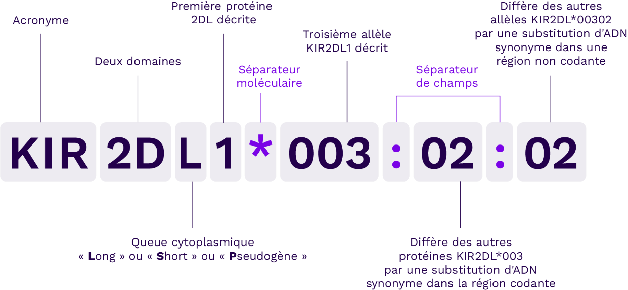 Schema KIR nomenclature