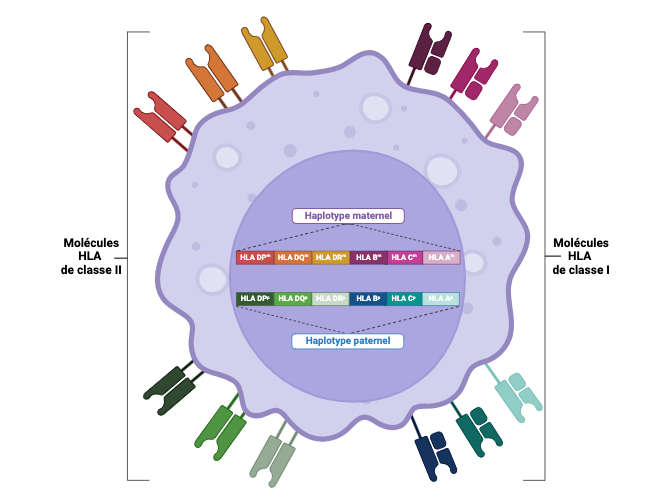 Schema molécules hla