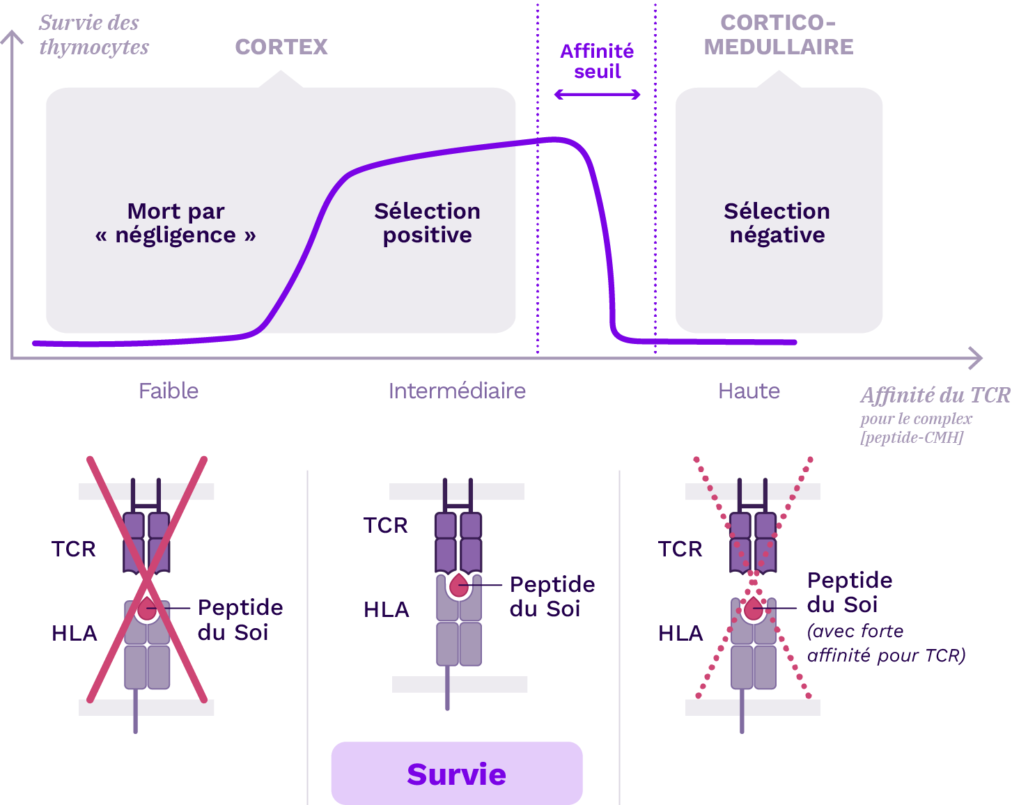 Schema Thymus