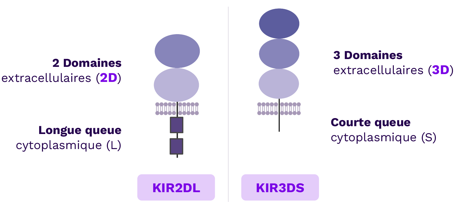 Schema KIR