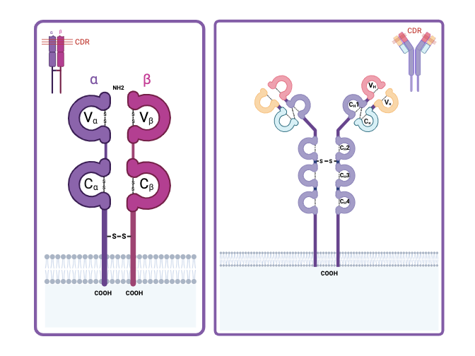 structure-tcr-bcr