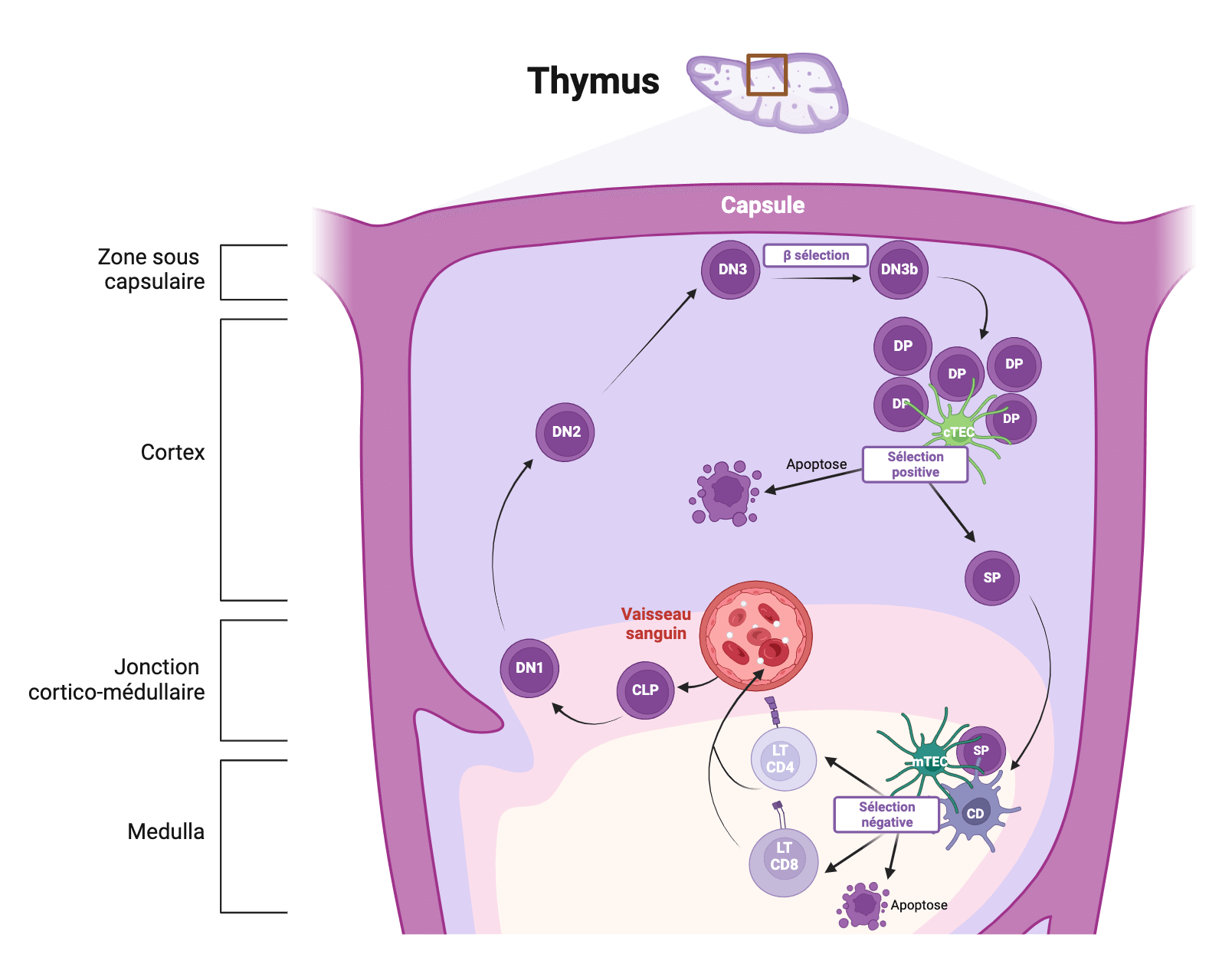 Structure Thymus