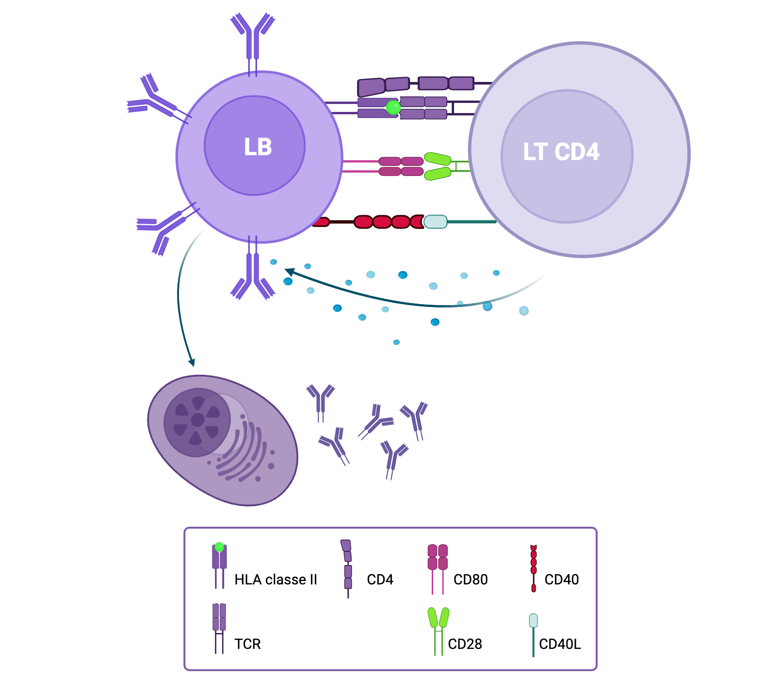 Activation Lymphocyte B