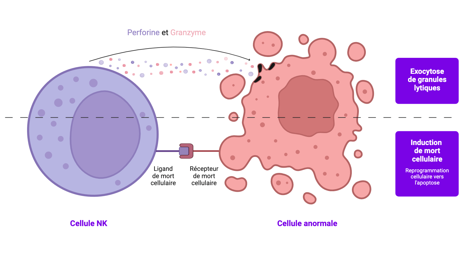 Cytotoxicite cellules NK