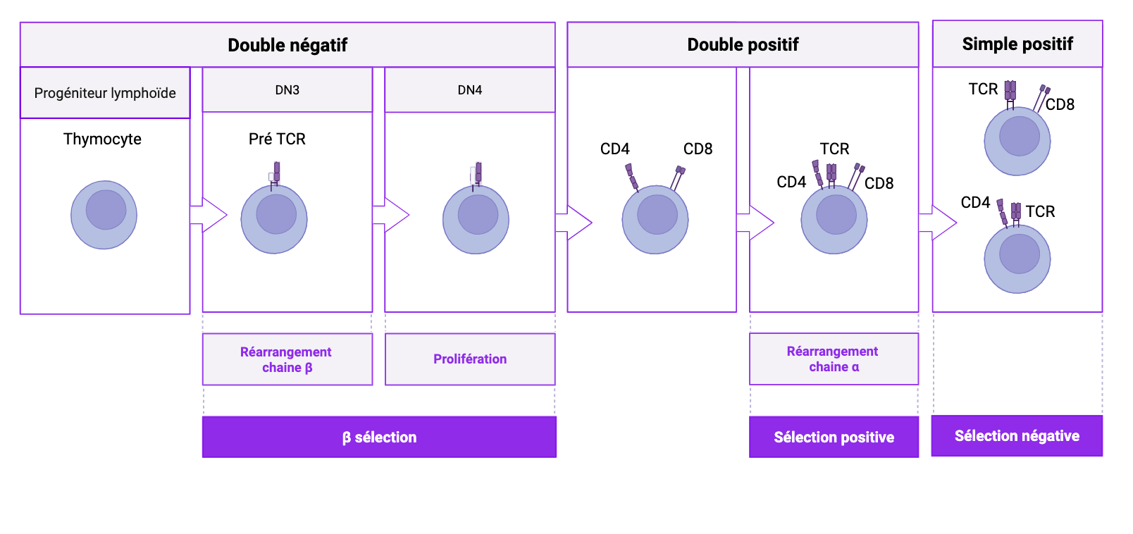 Ontogenèse des lymphocytes T