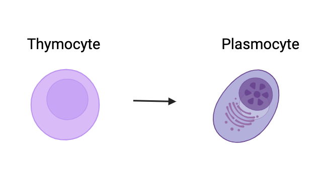Ontogénèse<br/>des lymphocytes B