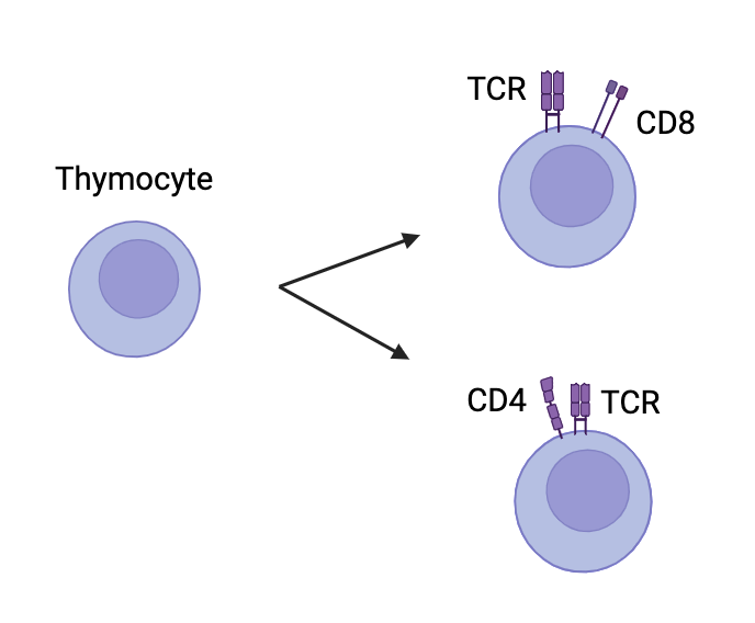 Ontogenèse<br/>des lymphocytes T